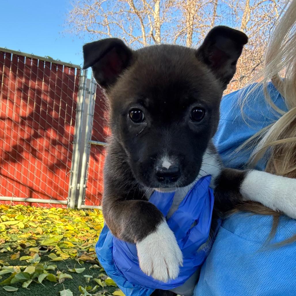 Enlarge Bread Pudding, a Adoptable Pit Bull Terrier in Buellton, CA image 1/2