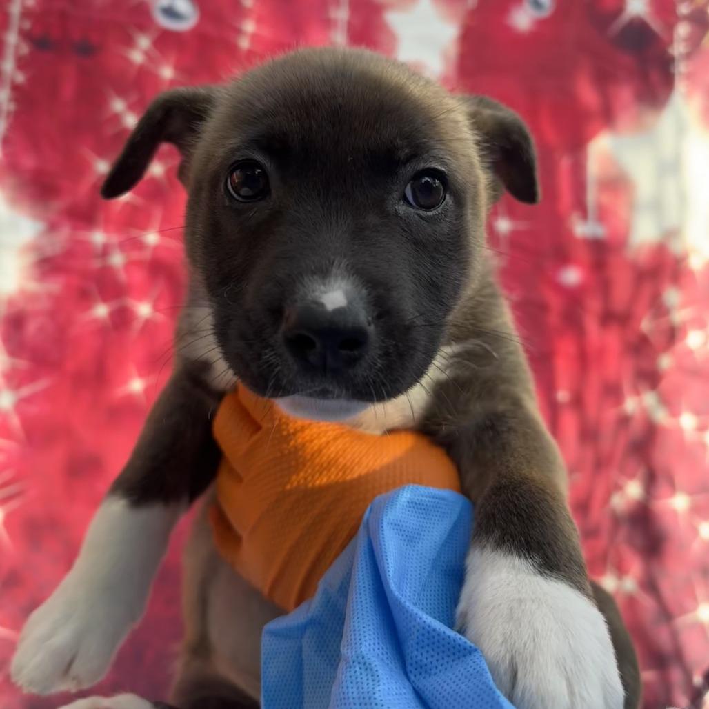Enlarge Bread Pudding, a Adoptable Pit Bull Terrier in Buellton, CA image 2/2
