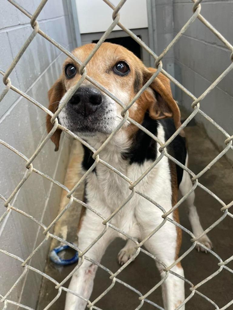 Waylon, ADOPTABLE, Senior Male Coonhound.