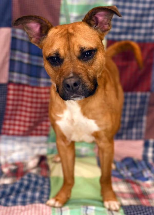 Taran, Adoptable, Adult Male Pit Bull Terrier & Terrier.