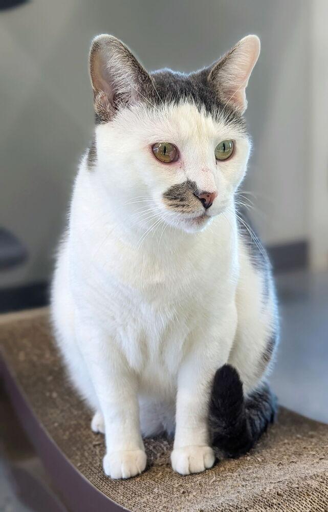 Cosmo, a Adoptable Domestic Short Hair in Sparta, WI image 1/4
