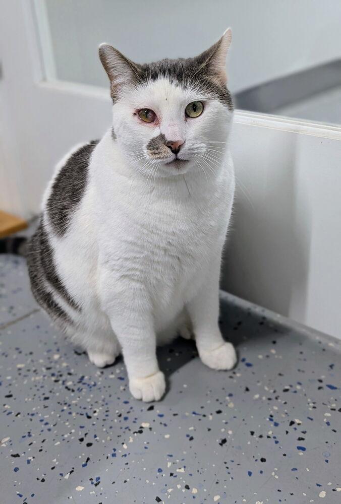Cosmo, a Adoptable Domestic Short Hair in Sparta, WI image 3/4