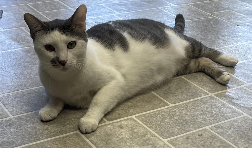 Cosmo, Adoptable, Adult Male Domestic Short Hair.