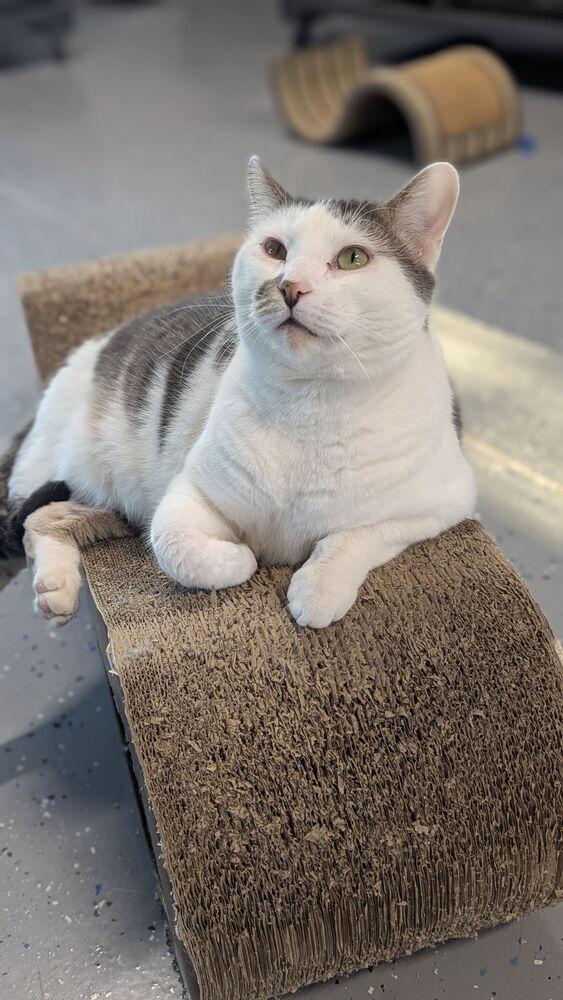Cosmo, a Adoptable Domestic Short Hair in Sparta, WI image 4/4