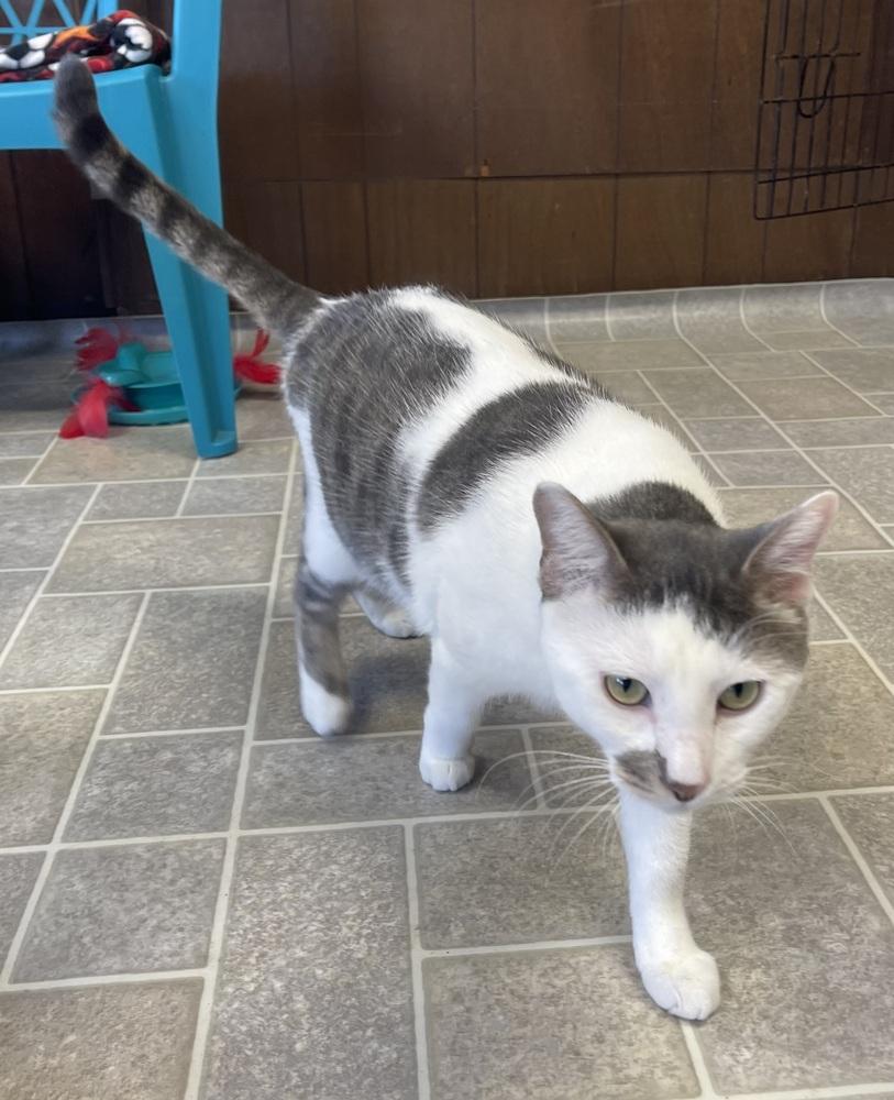 Cosmo, a Adoptable Domestic Short Hair in Sparta, WI image 2/3