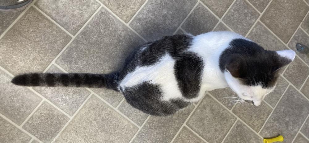 Cosmo, a Adoptable Domestic Short Hair in Sparta, WI image 3/3