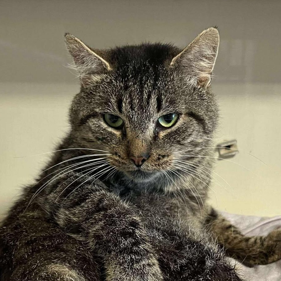 Silas, a Adoptable mixed breed in Shippenville, PA image 1/6