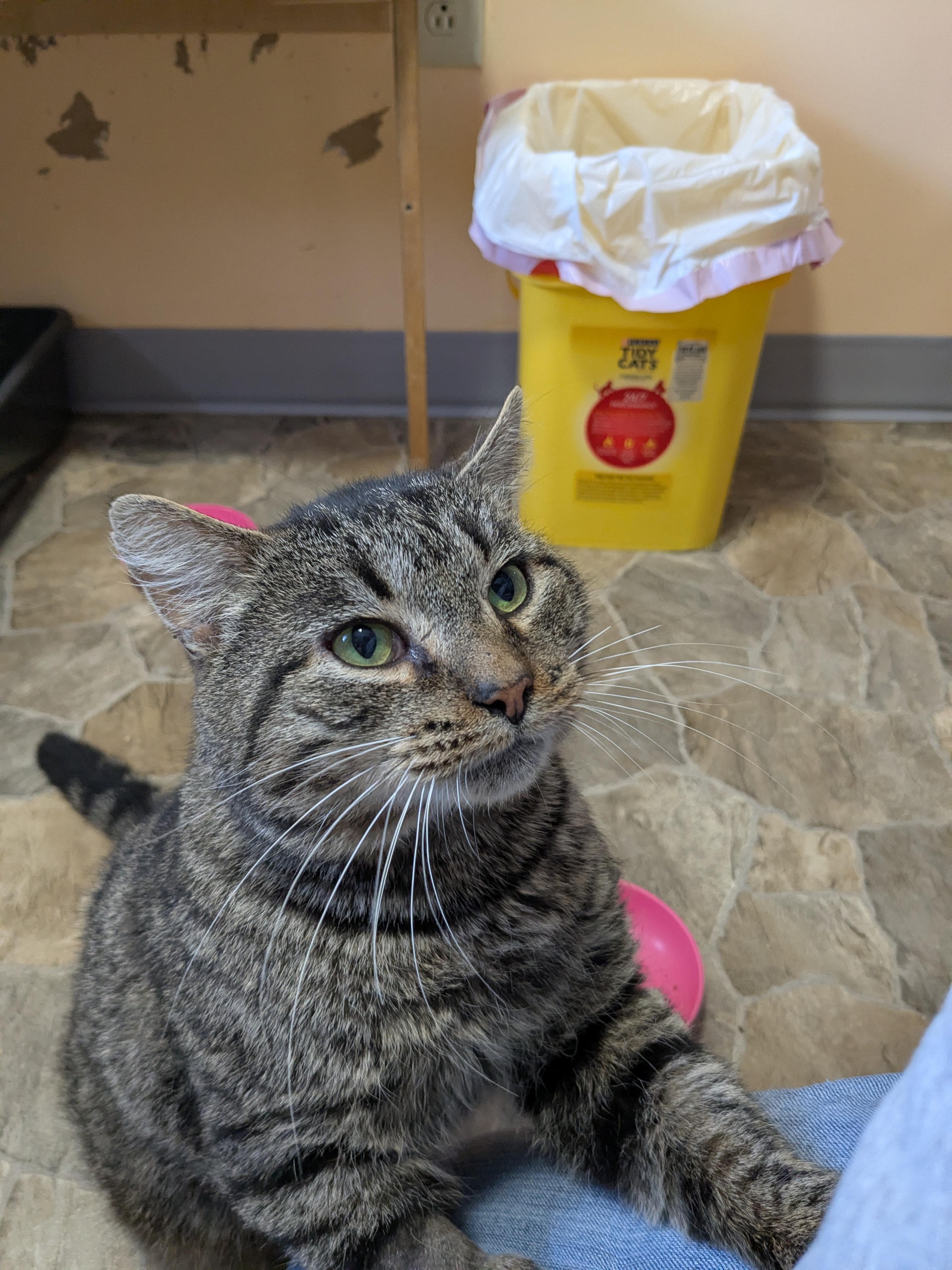 Silas, a Adoptable mixed breed in Shippenville, PA image 2/6