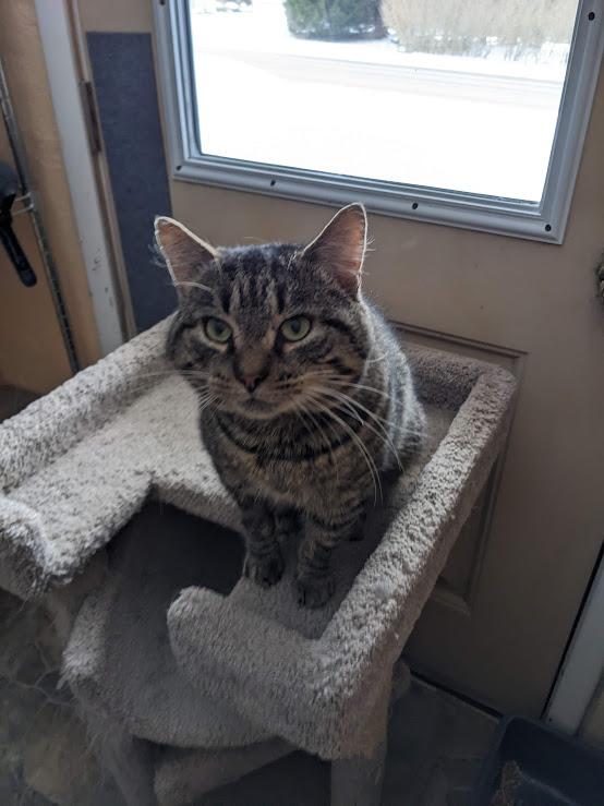 Silas, a Adoptable mixed breed in Shippenville, PA image 3/6