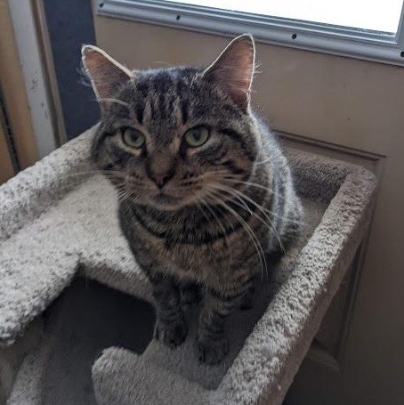 Silas, a Adoptable mixed breed in Shippenville, PA image 4/6