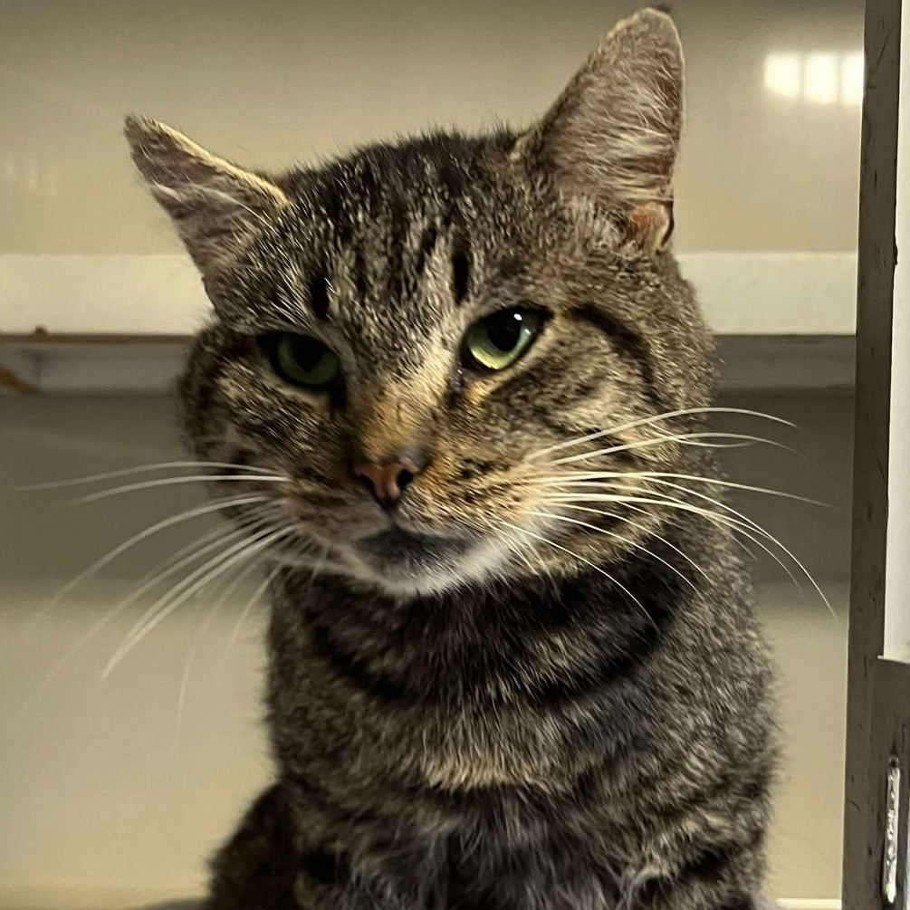 Silas, a Adoptable mixed breed in Shippenville, PA image 4/6