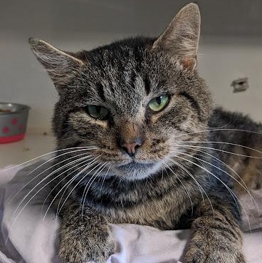 Silas, a Adoptable mixed breed in Shippenville, PA image 5/6