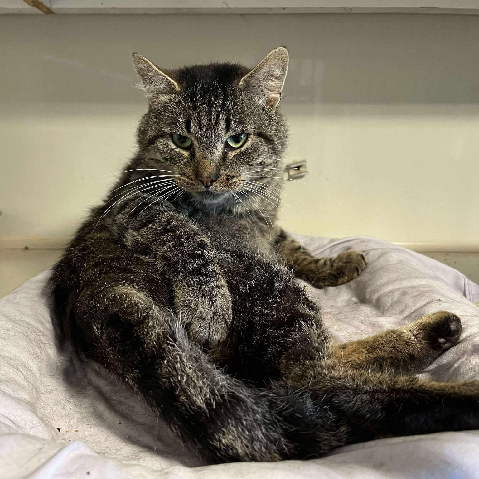 Silas, a Adoptable mixed breed in Shippenville, PA image 6/6