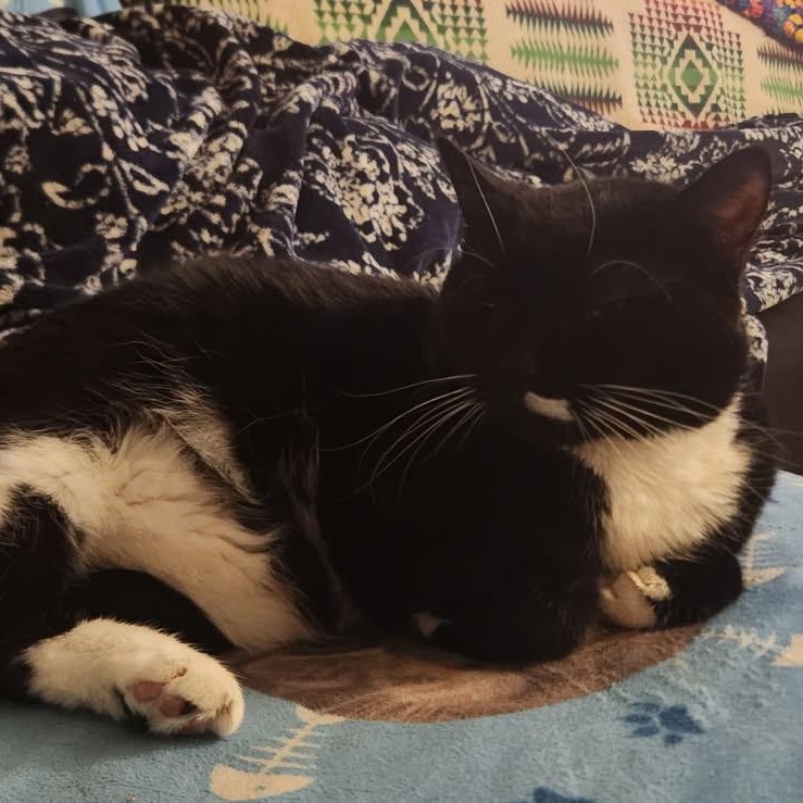 Mulan, a ADOPTABLE Tuxedo in Melrose, MA image 2/3