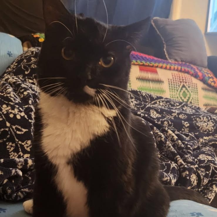 Mulan, ADOPTABLE, Adult Female Tuxedo.