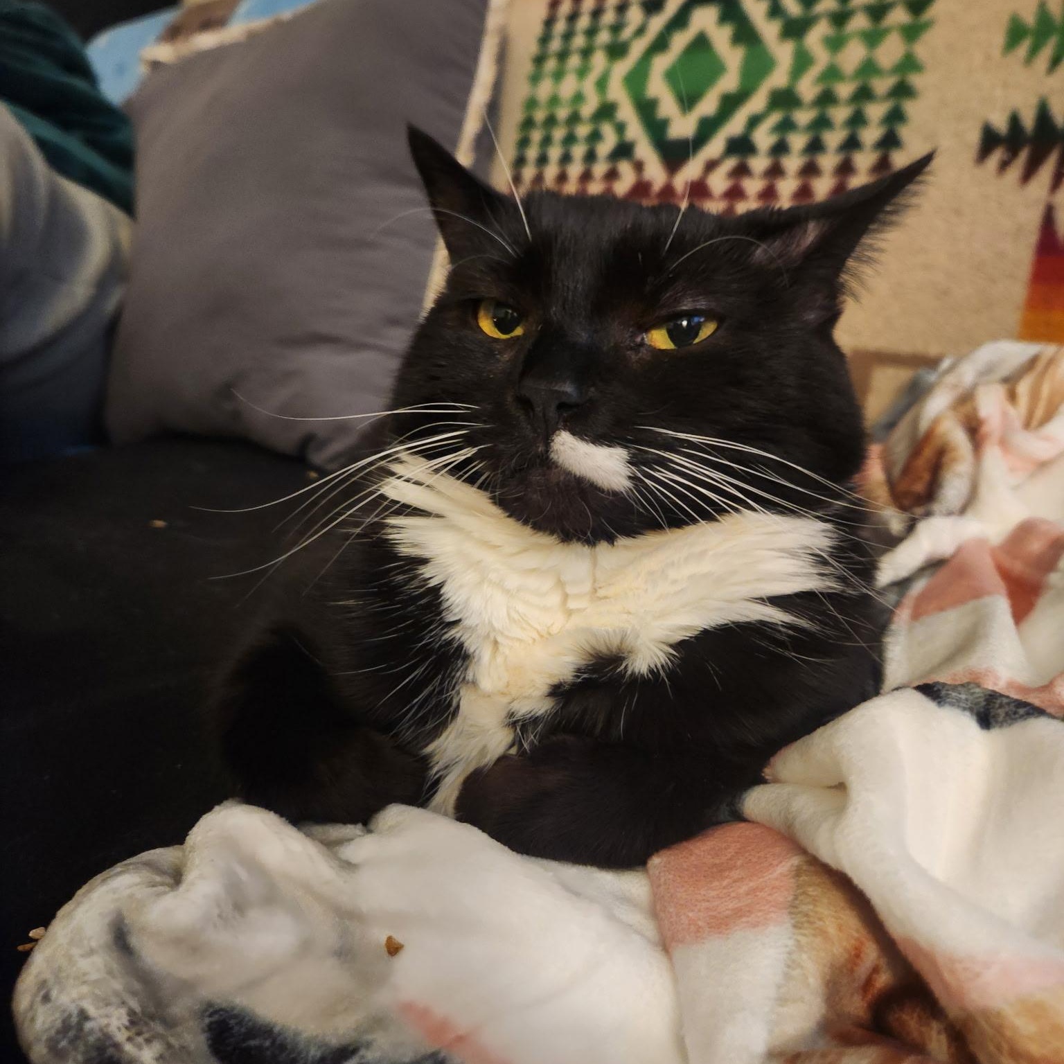 Mulan, a ADOPTABLE Tuxedo in Melrose, MA image 3/3