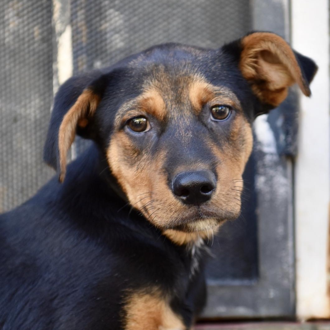 Enlarge Marcus, a Adoptable Mixed Breed in Los Angeles, CA image 1/1