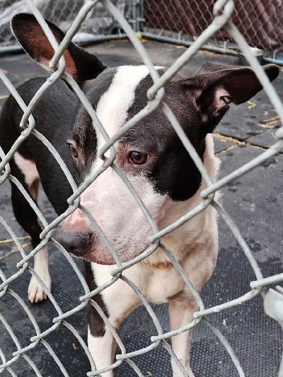 Parker, Adopted, Adult Male Mixed Breed.