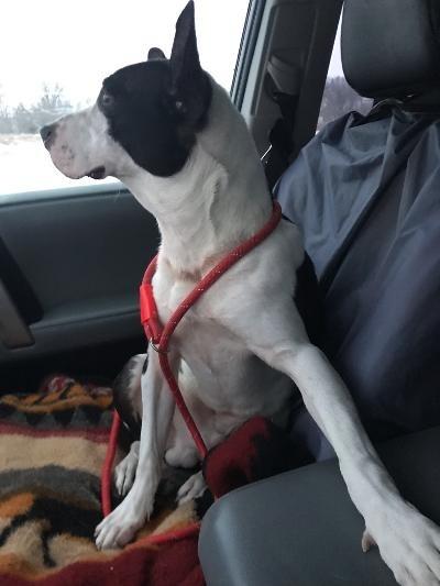 Enlarge Parker, a Adopted mixed breed in Portland, IN image 2/3