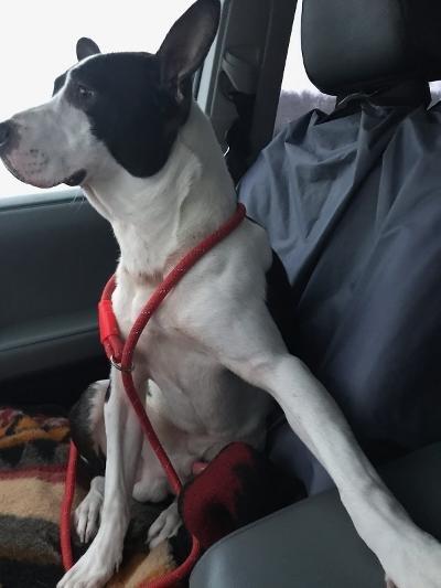 Enlarge Parker, a Adopted mixed breed in Portland, IN image 3/3