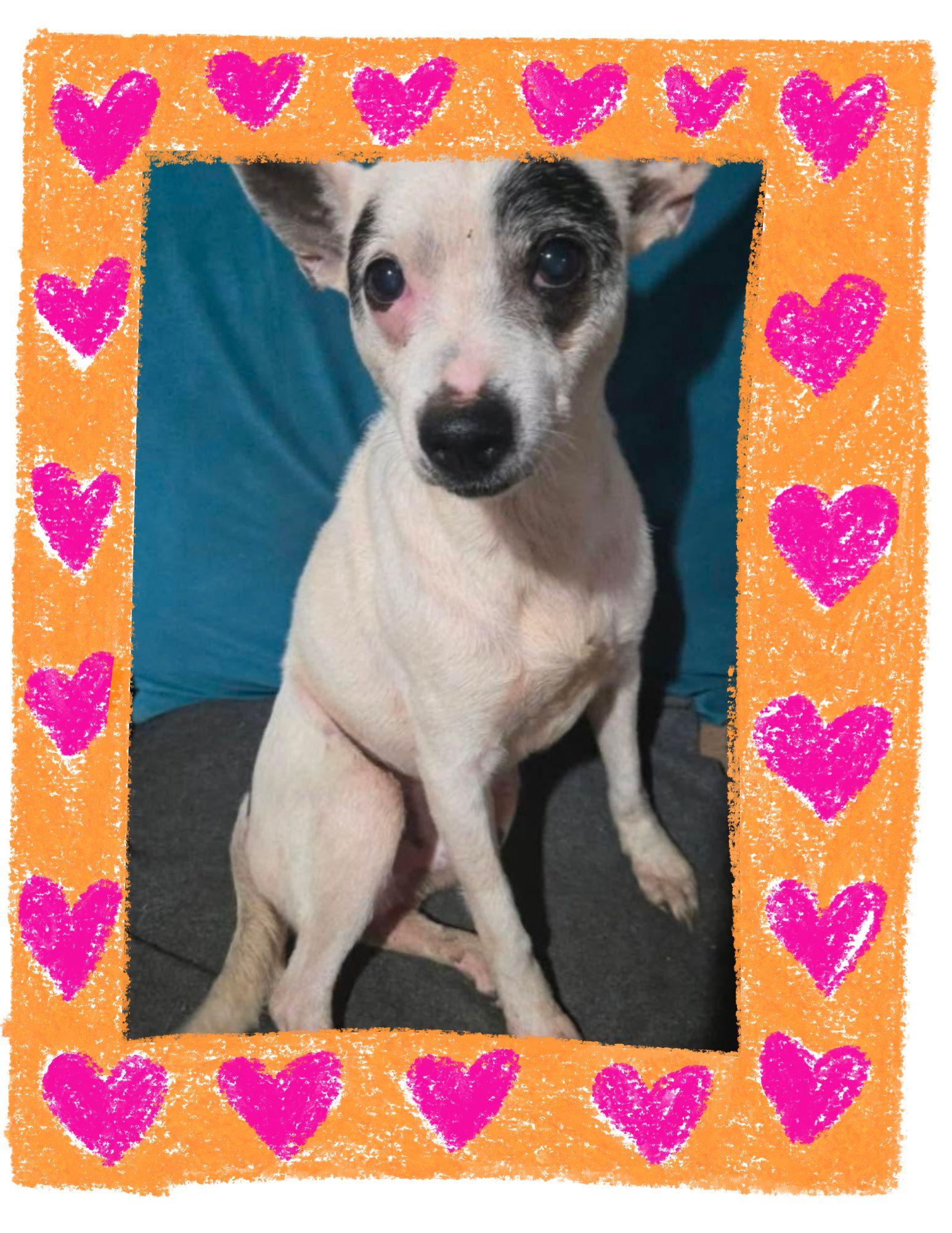 Riley, ADOPTABLE, Young Male Rat Terrier & Chihuahua.