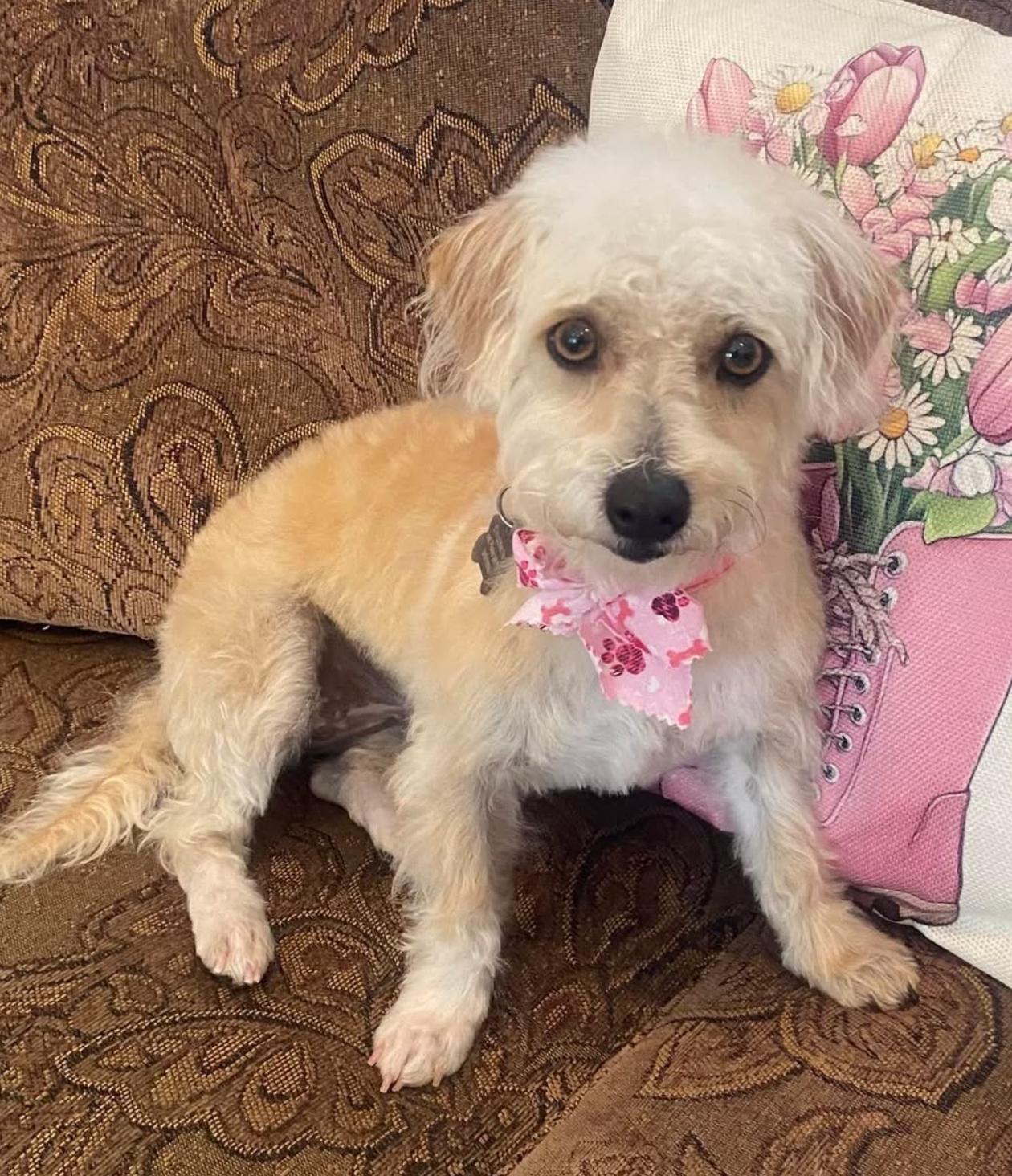 Lola, adopted, Young Female Terrier & Poodle.