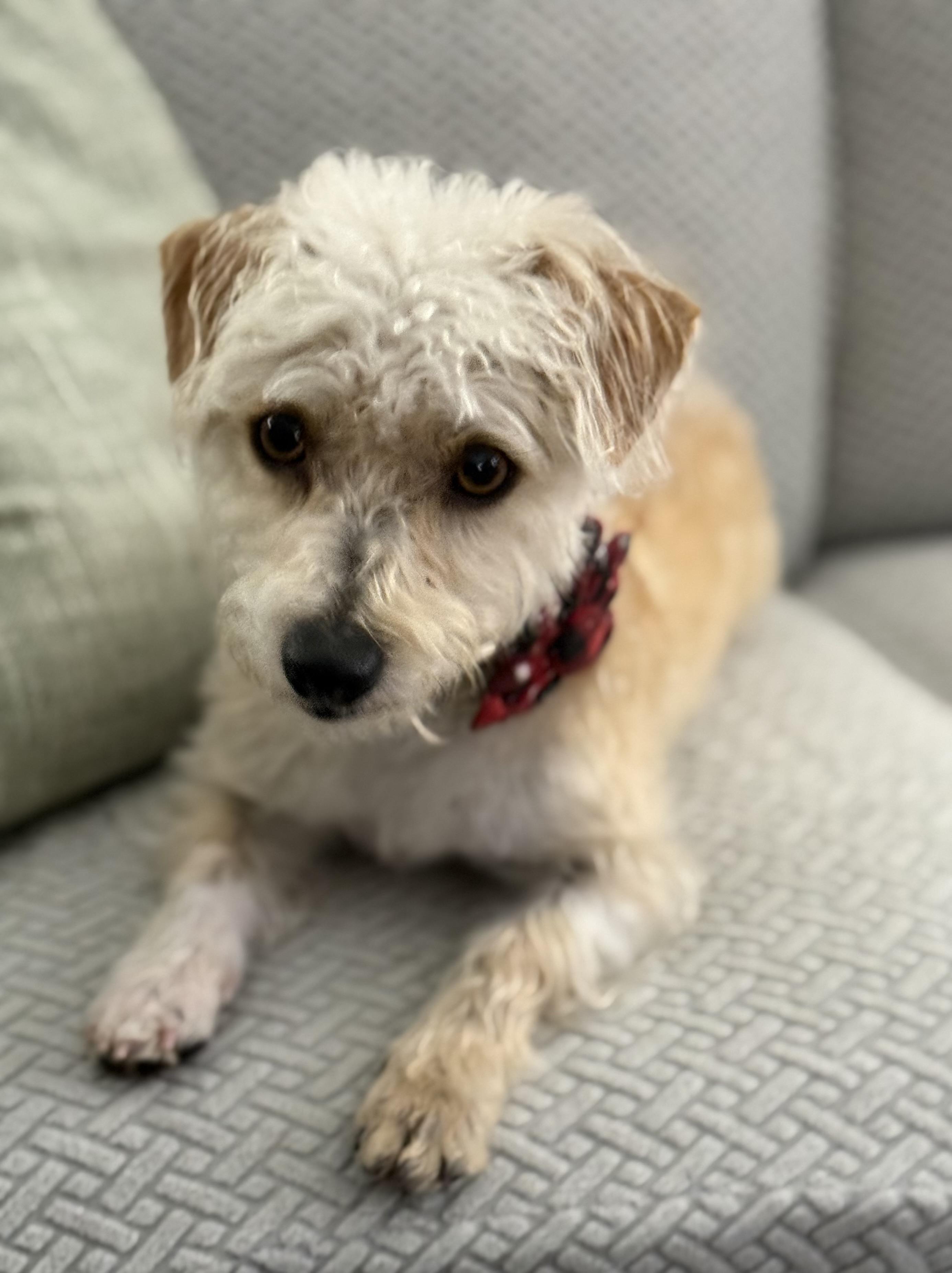 Enlarge Lola, an adopted mixed breed in Rockwall, TX image 2/2