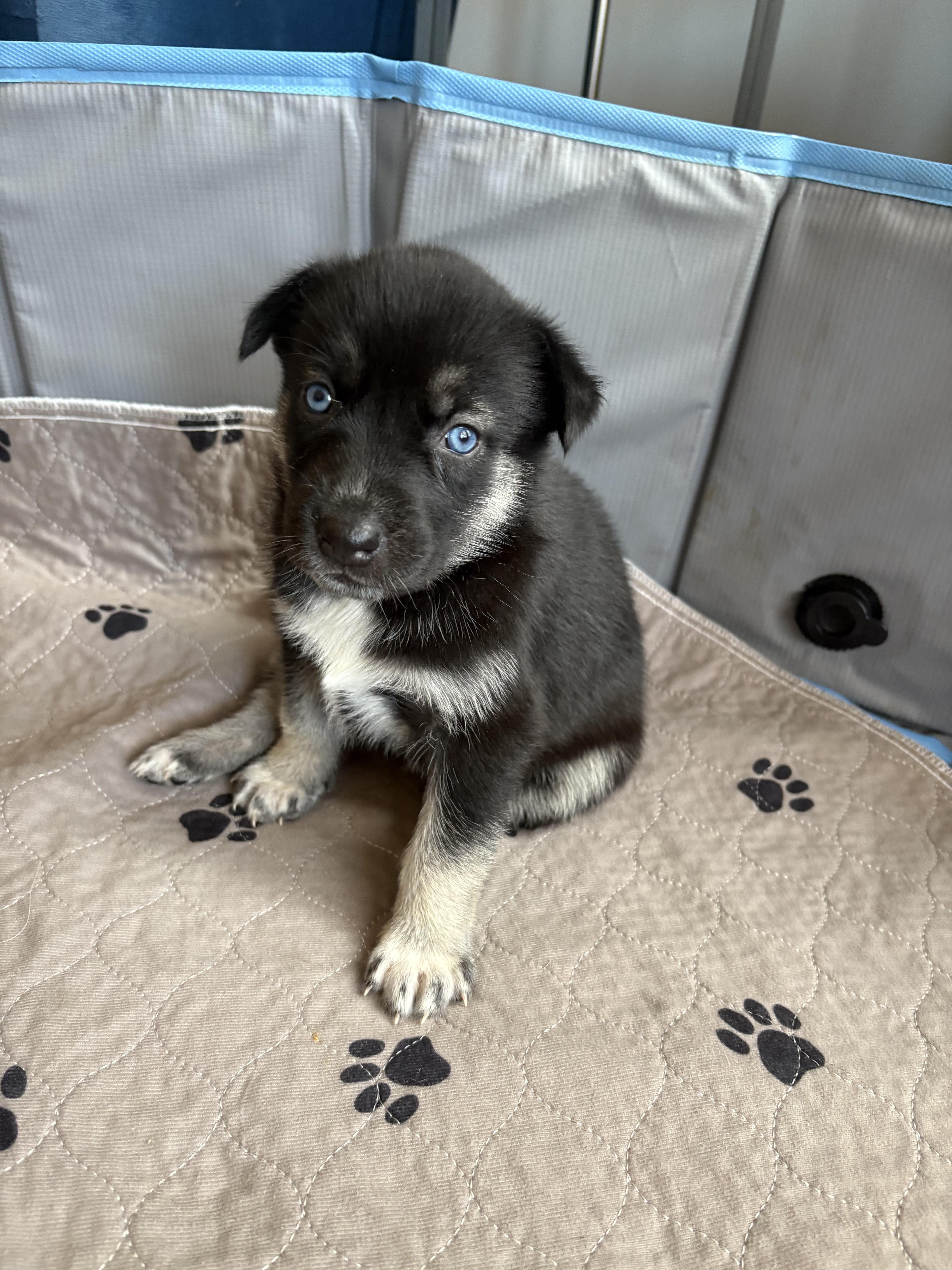 Enlarge Ricotta, a Adoptable mixed breed in Commerce City, CO image 2/5