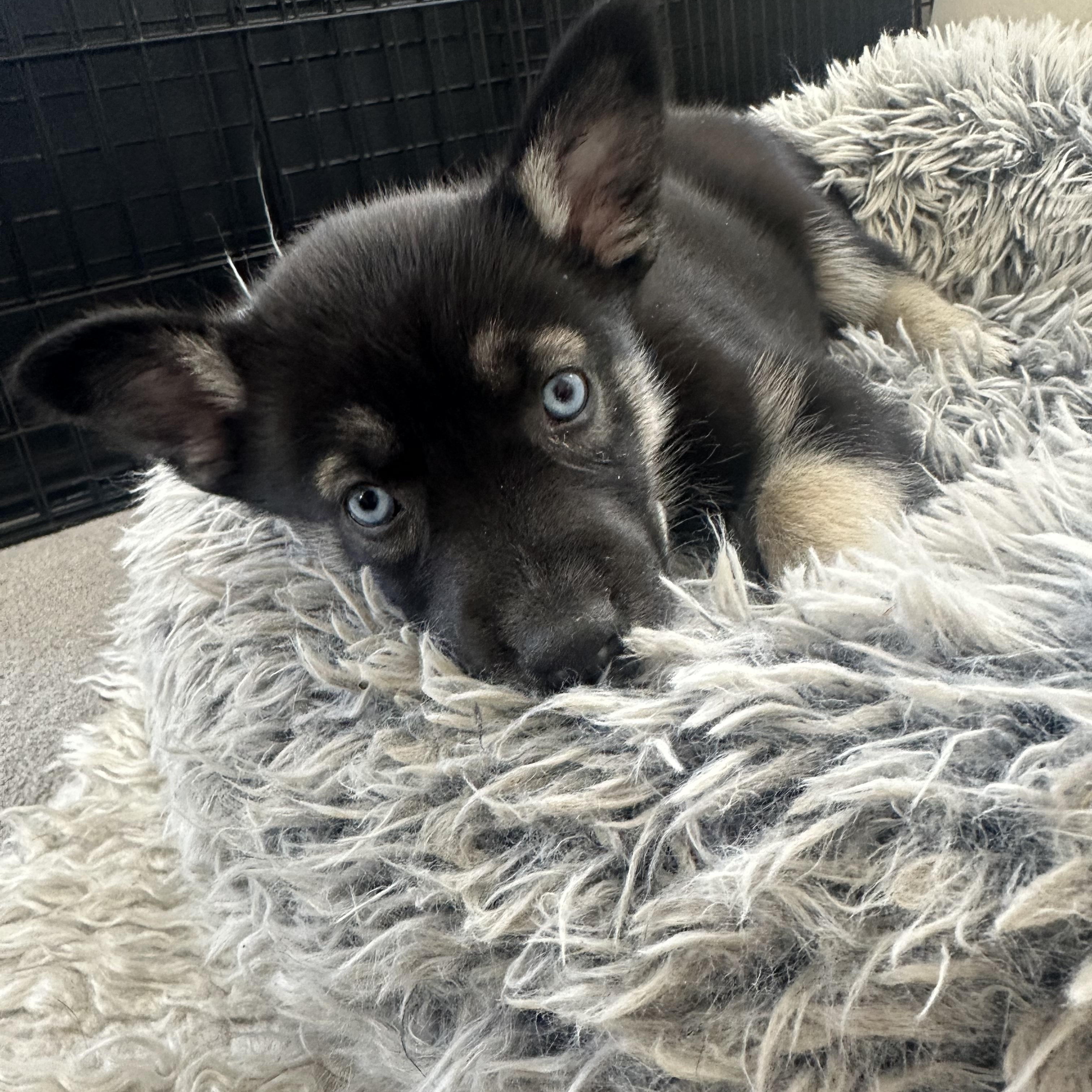 Ricotta, Adoptable, Puppy Female Shepherd & Husky.