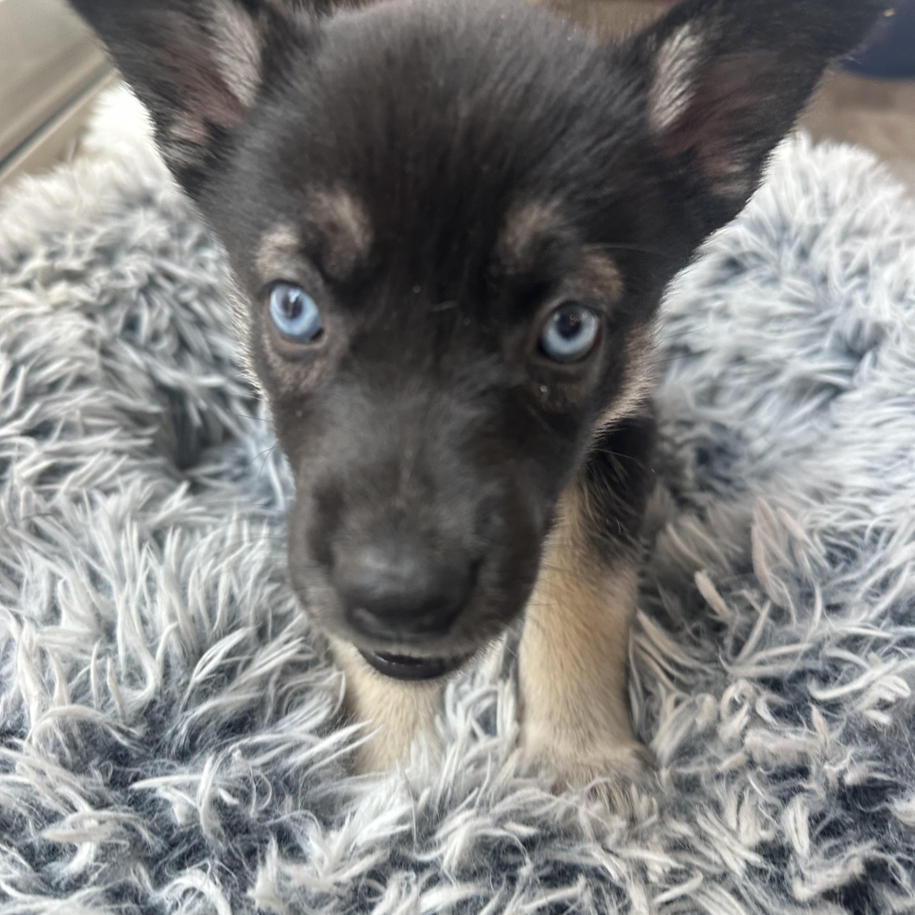 Enlarge Ricotta, a Adoptable mixed breed in Commerce City, CO image 5/5