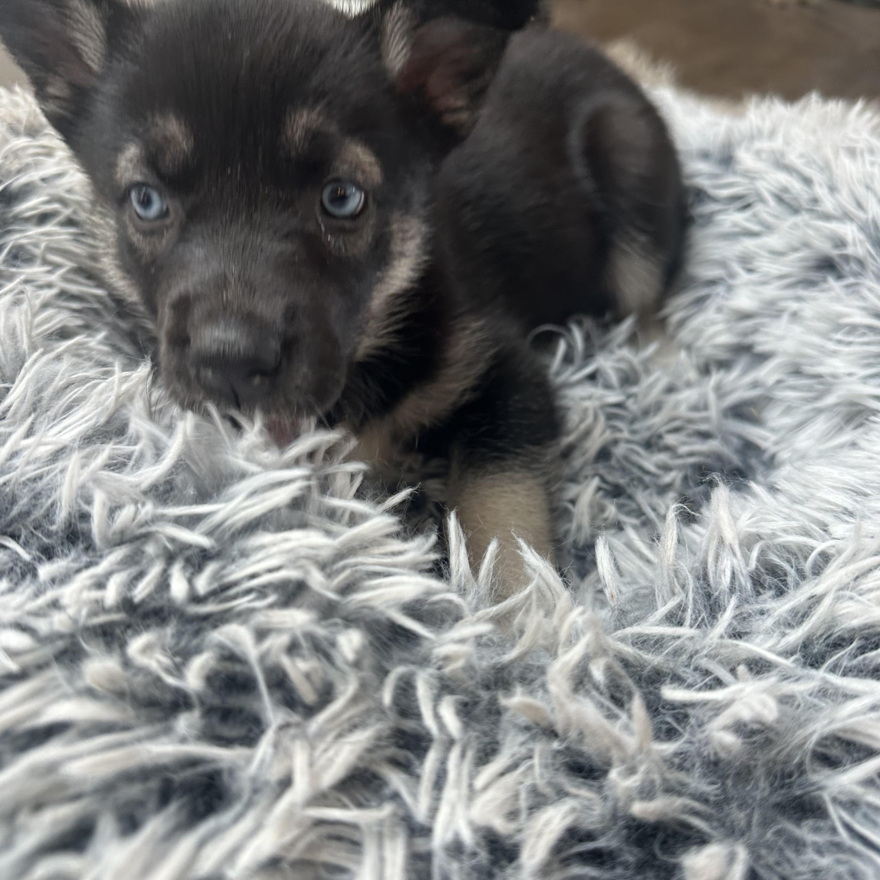 Enlarge Ricotta, a Adoptable mixed breed in Commerce City, CO image 4/5