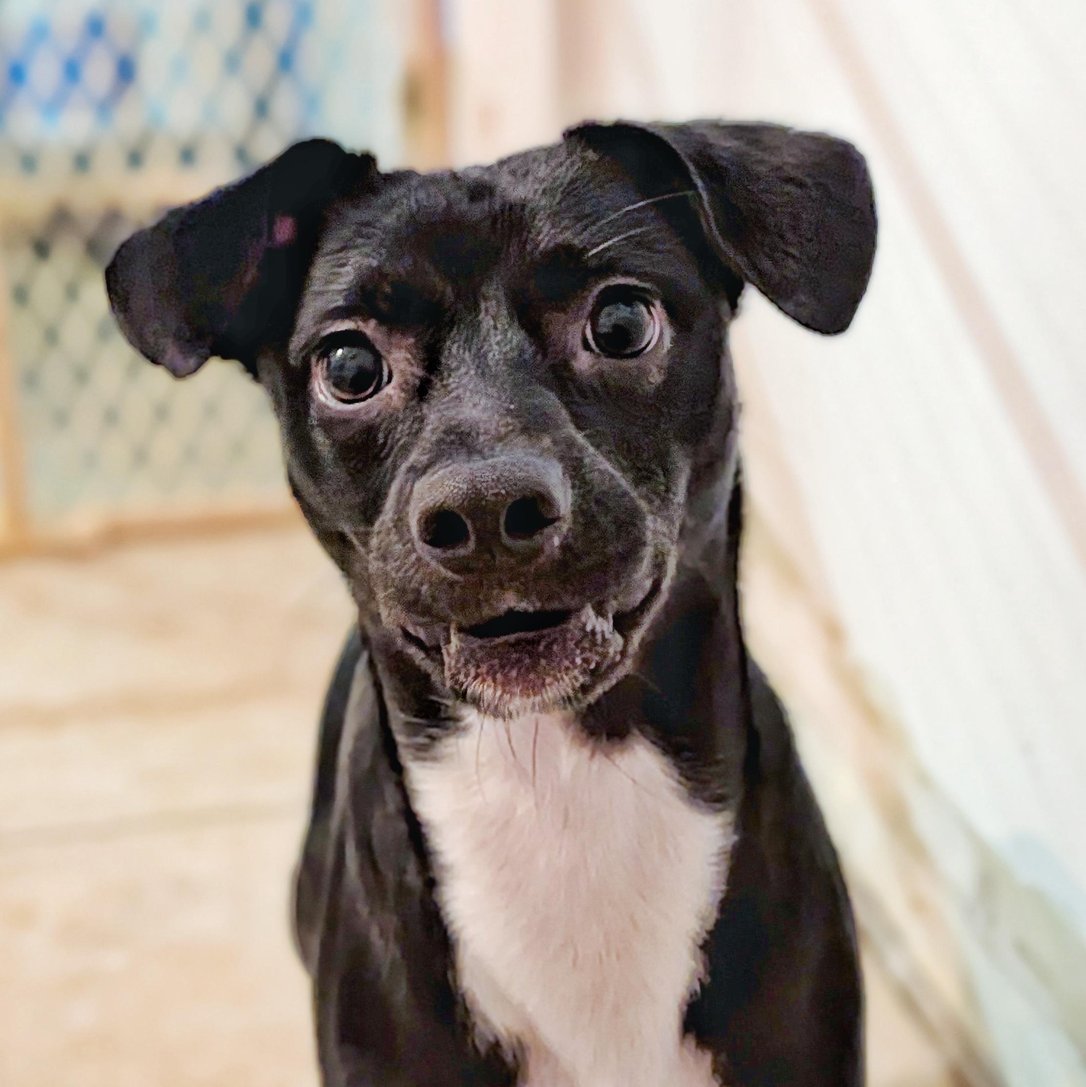 Enlarge Pepper, a ADOPTABLE mixed breed in Eustis, FL image 2/2