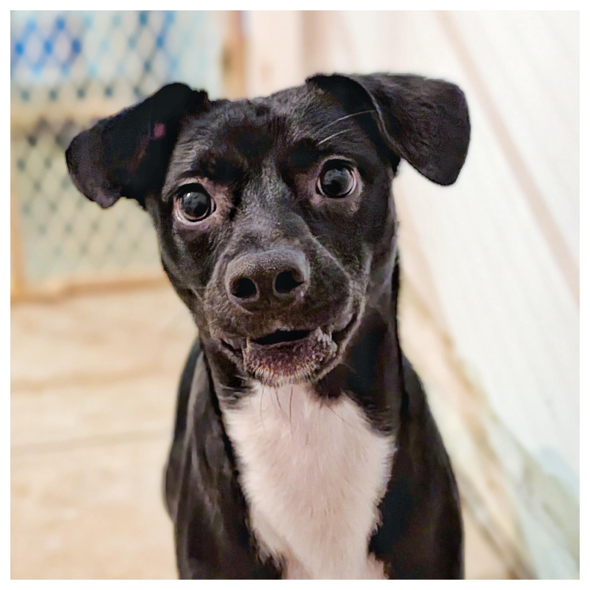 Enlarge Pepper, a ADOPTABLE mixed breed in Eustis, FL image 1/2