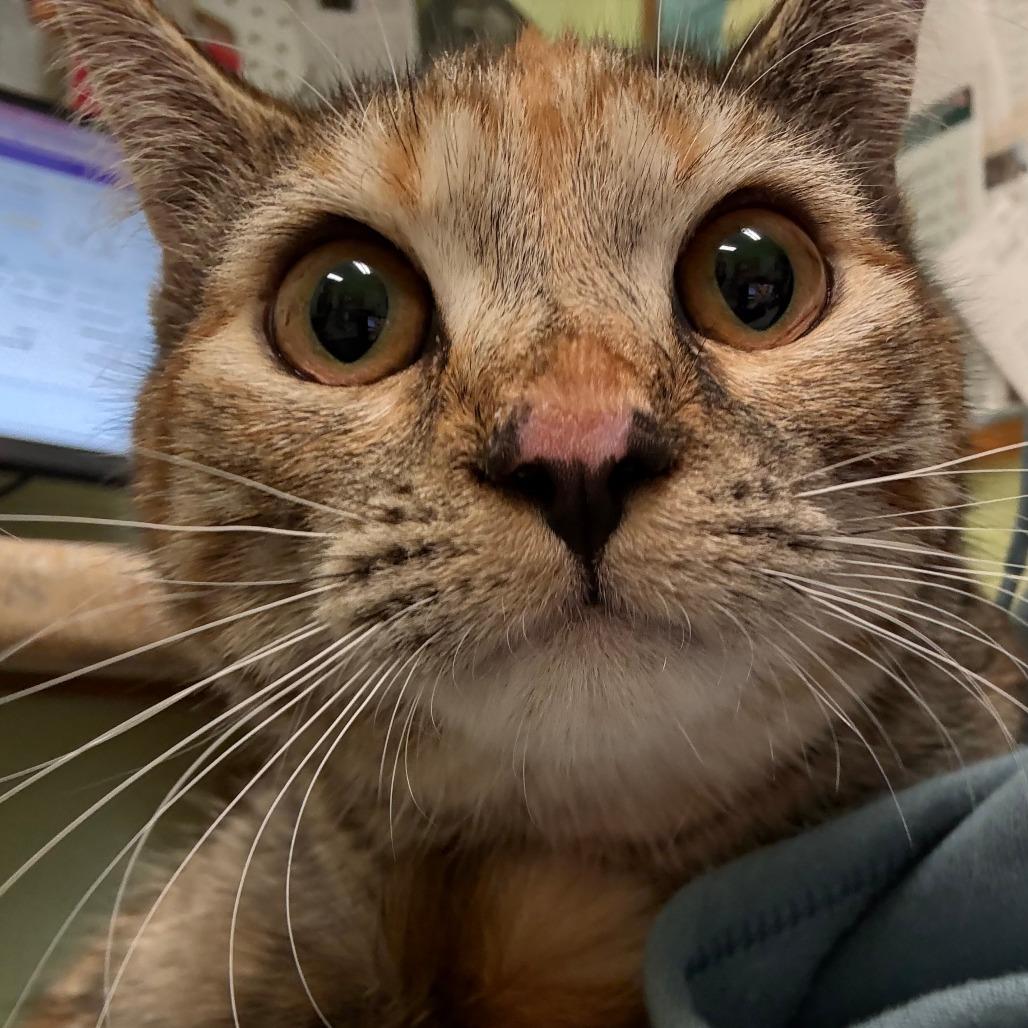 Minnie, Adoptable, Young Female Domestic Short Hair.