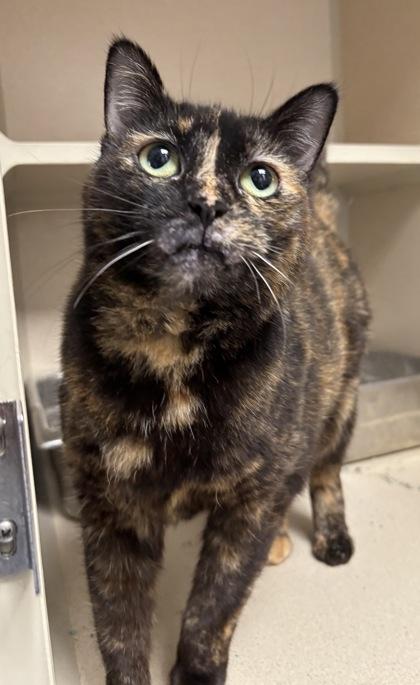 Deidre, Adoptable, Senior Female Domestic Short Hair & Domestic Short Hair.
