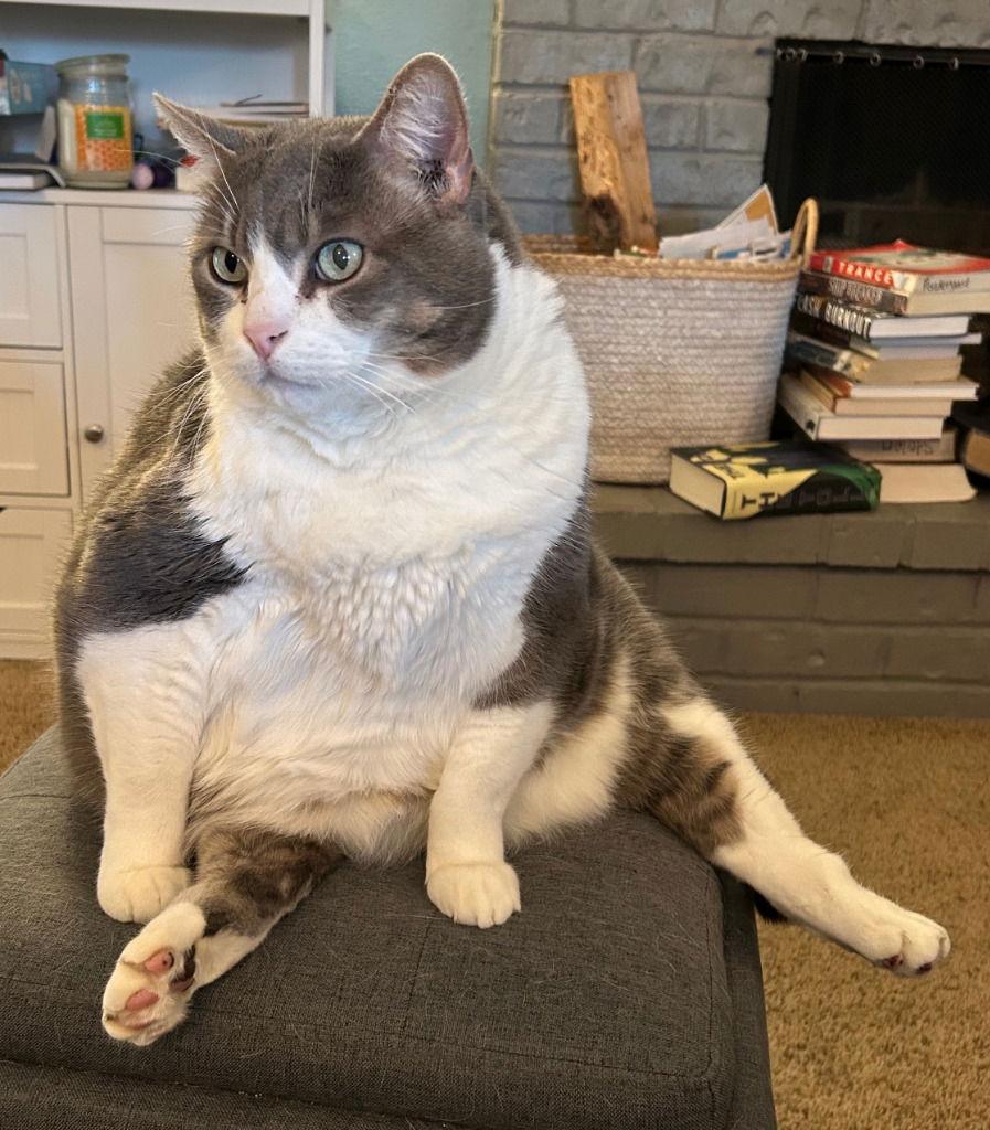 Enlarge Kevin, a Adoptable Domestic Short Hair in Battle Ground, WA image 1/3