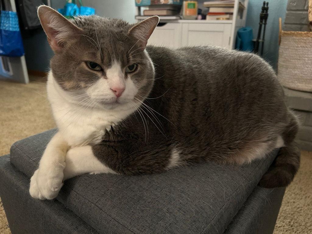 Enlarge Kevin, a Adoptable Domestic Short Hair in Battle Ground, WA image 2/3