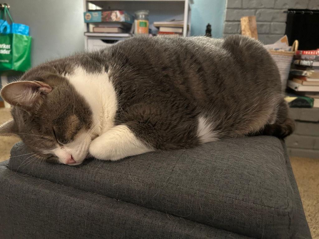 Enlarge Kevin, a Adoptable Domestic Short Hair in Battle Ground, WA image 3/3