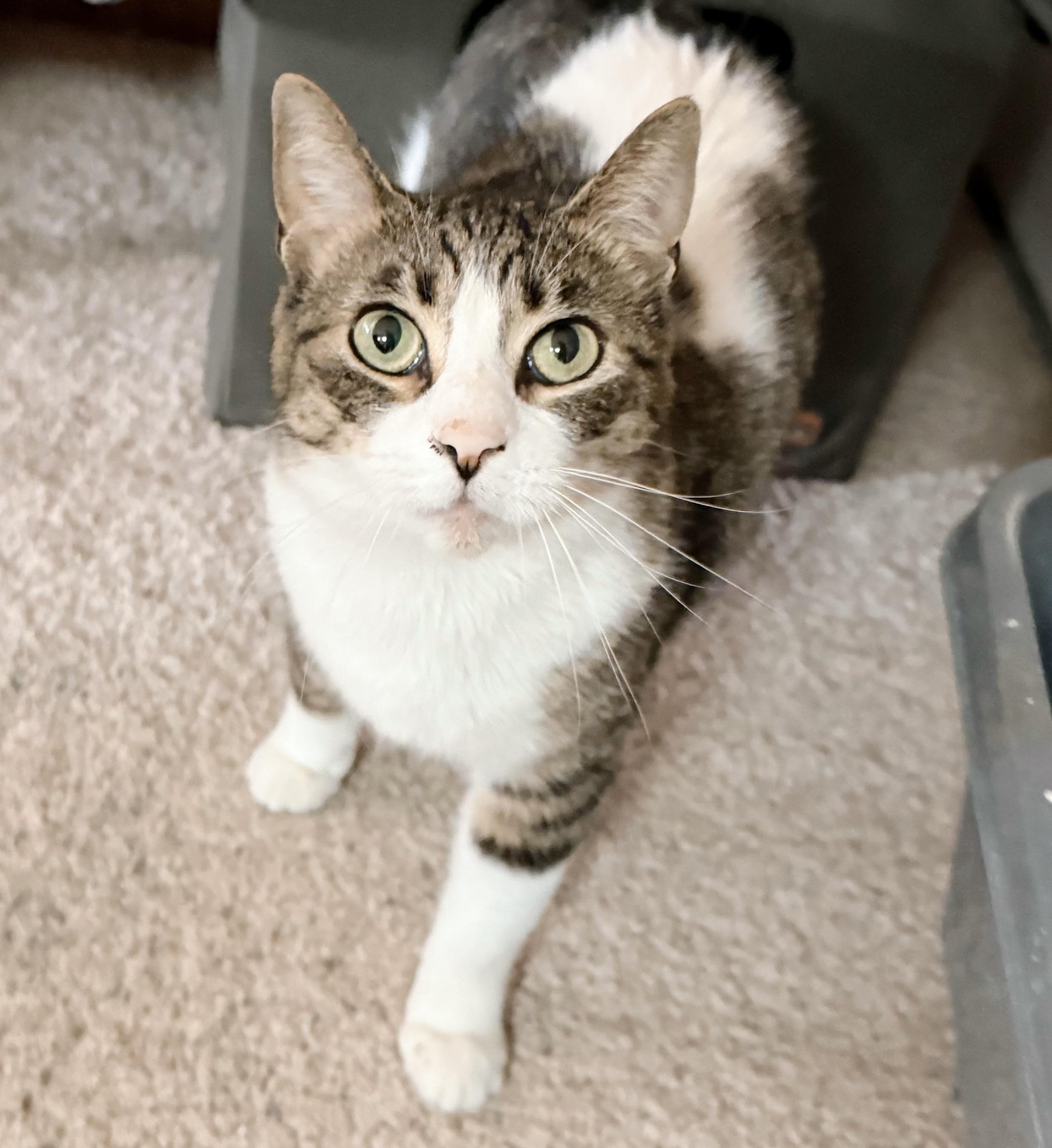 Enlarge Caper, a Adoptable Tabby in Philadelphia, PA image 1/6