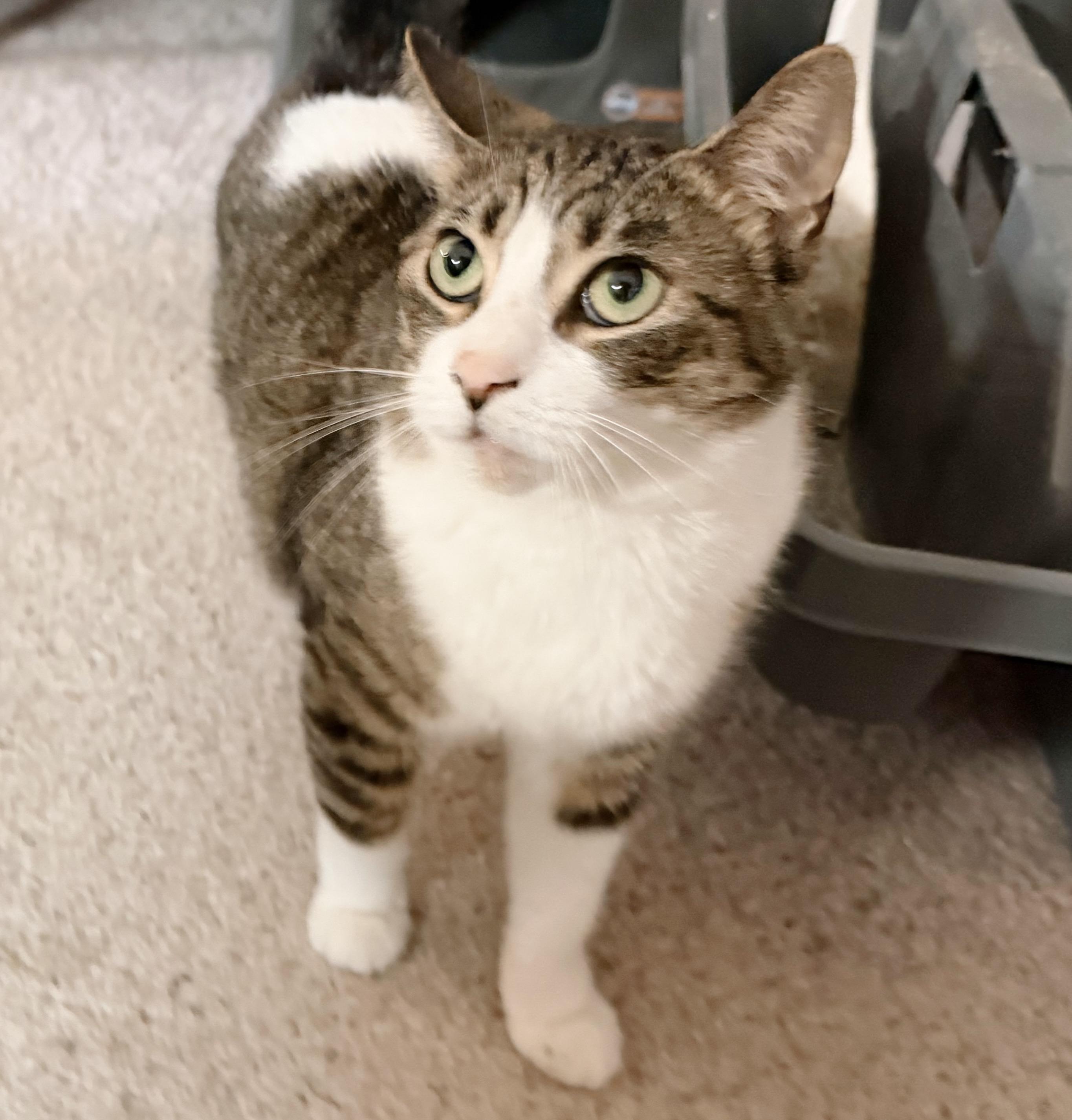 Enlarge Caper, a Adoptable Tabby in Philadelphia, PA image 5/6