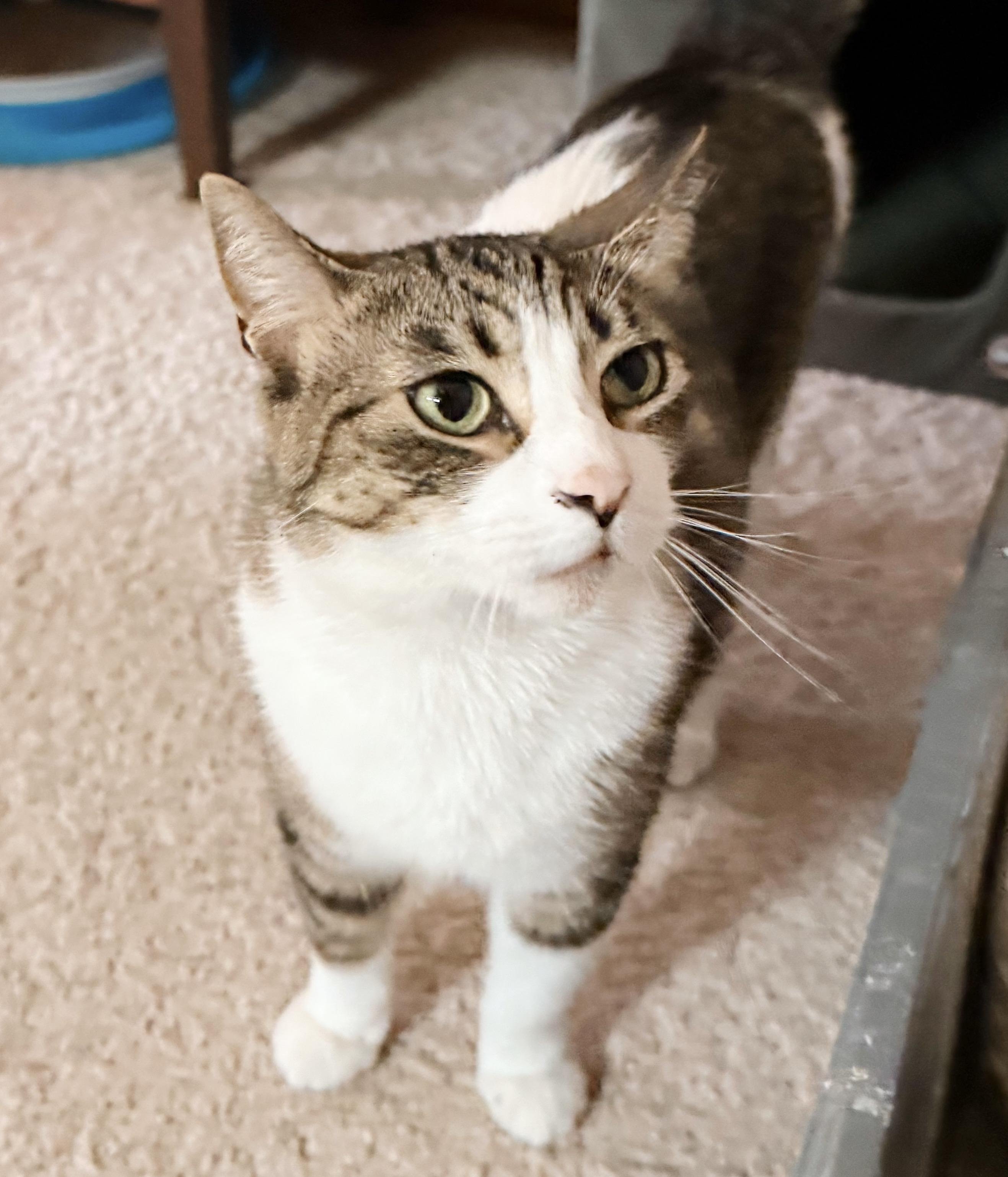 Enlarge Caper, a Adoptable Tabby in Philadelphia, PA image 3/6