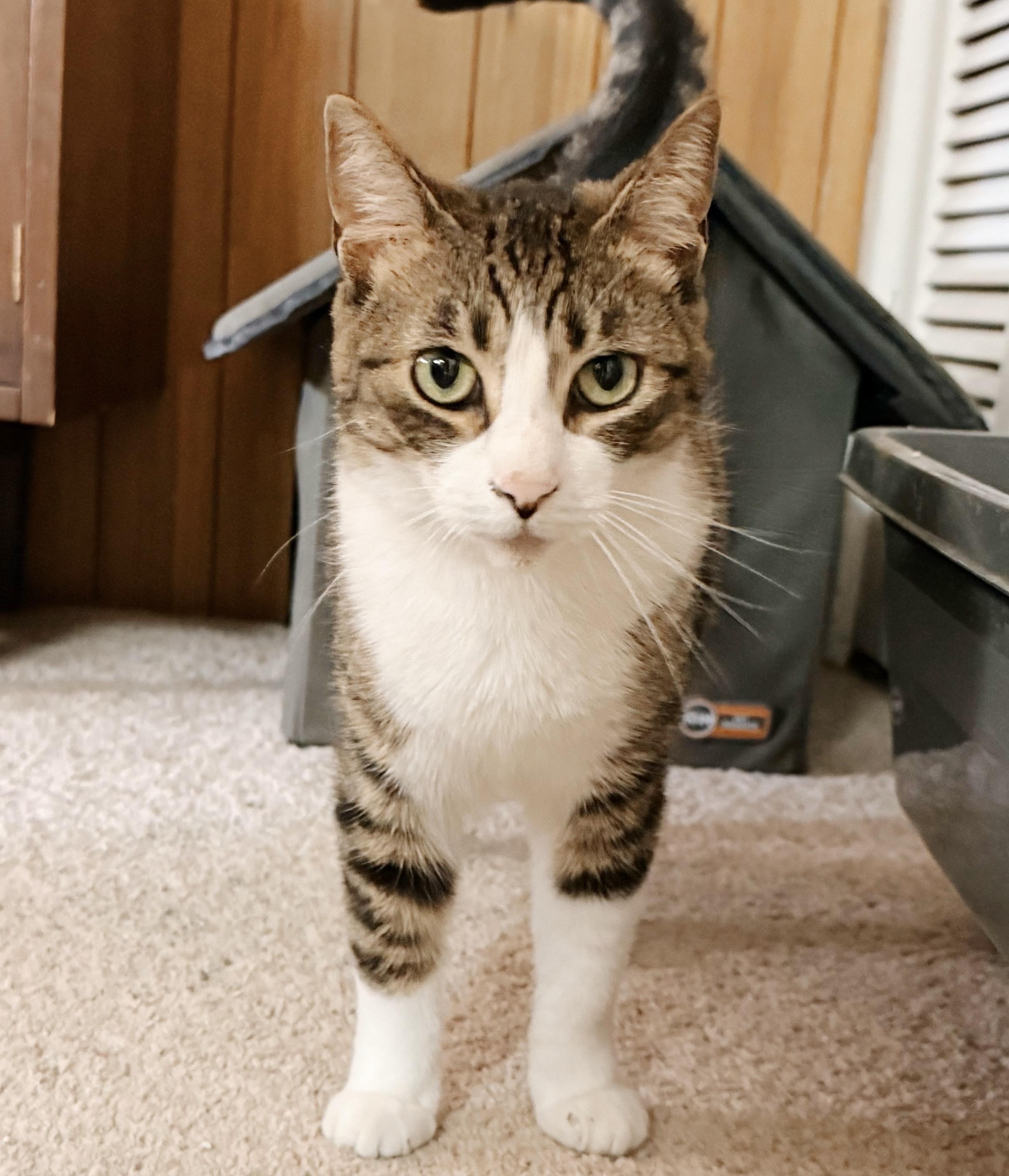Enlarge Caper, a Adoptable Tabby in Philadelphia, PA image 4/6