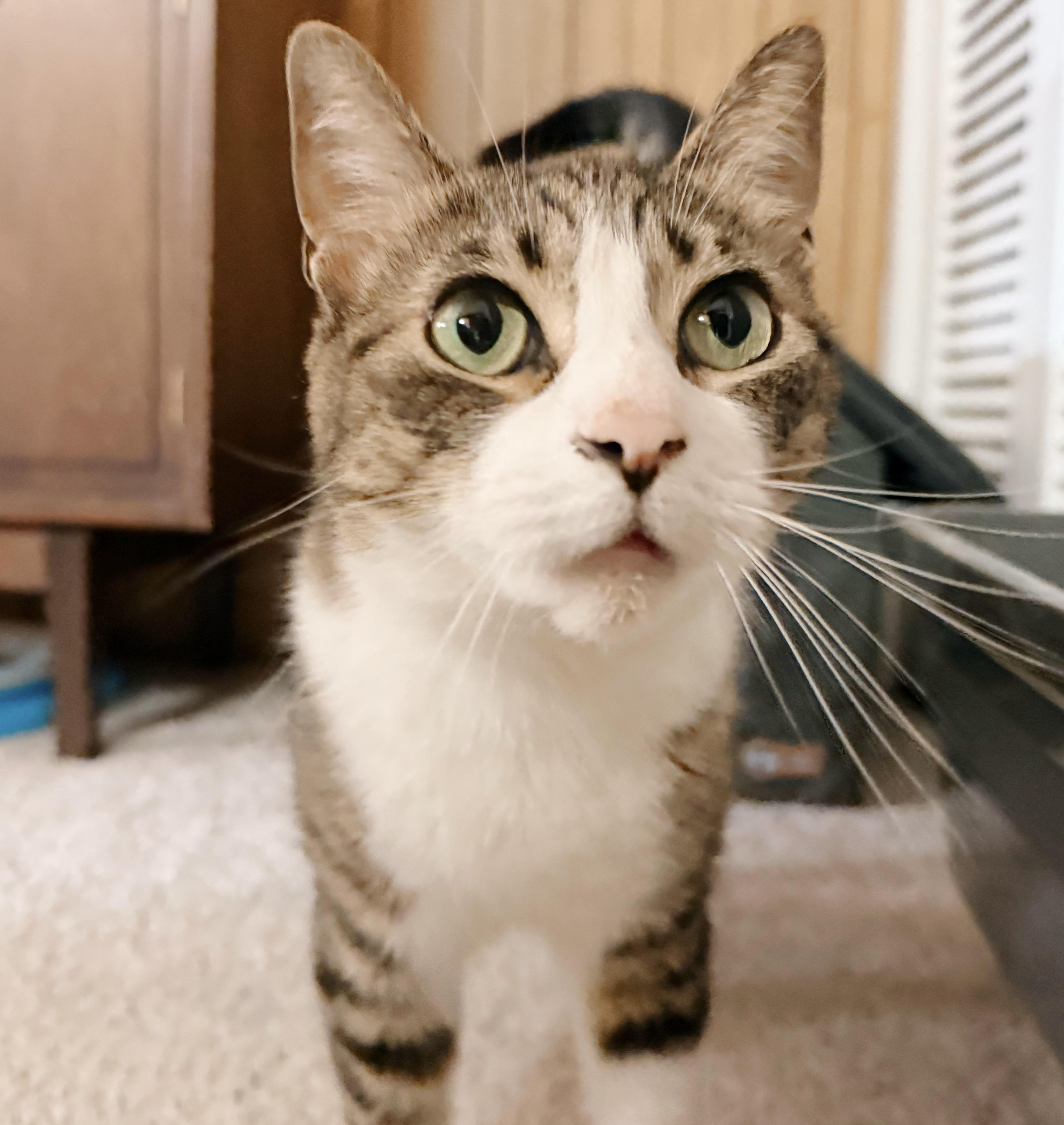 Enlarge Caper, a Adoptable Tabby in Philadelphia, PA image 6/6