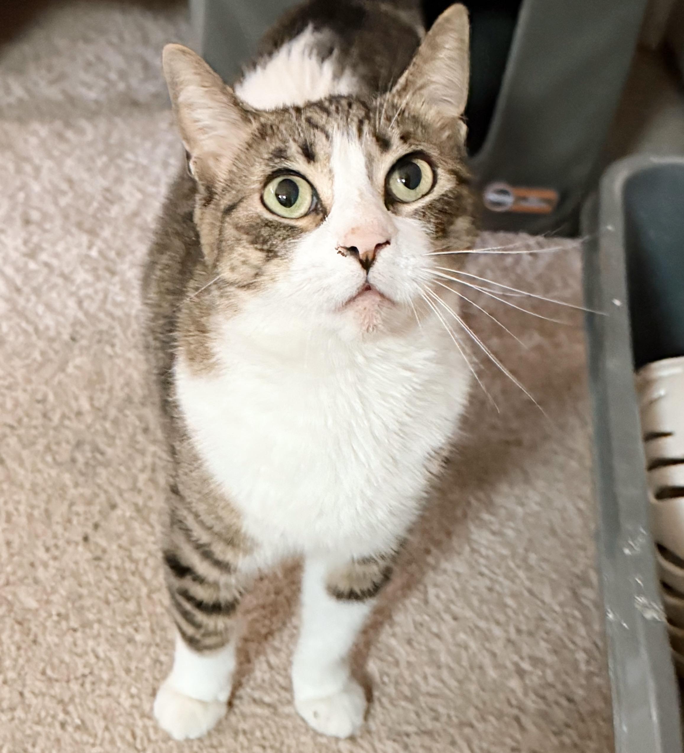 Enlarge Caper, a Adoptable Tabby in Philadelphia, PA image 2/6