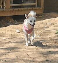 Enlarge Blondie, a Adoptable mixed breed in McMinnville, TN image 1/2