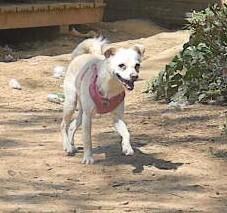 Enlarge Blondie, a Adoptable mixed breed in McMinnville, TN image 2/2