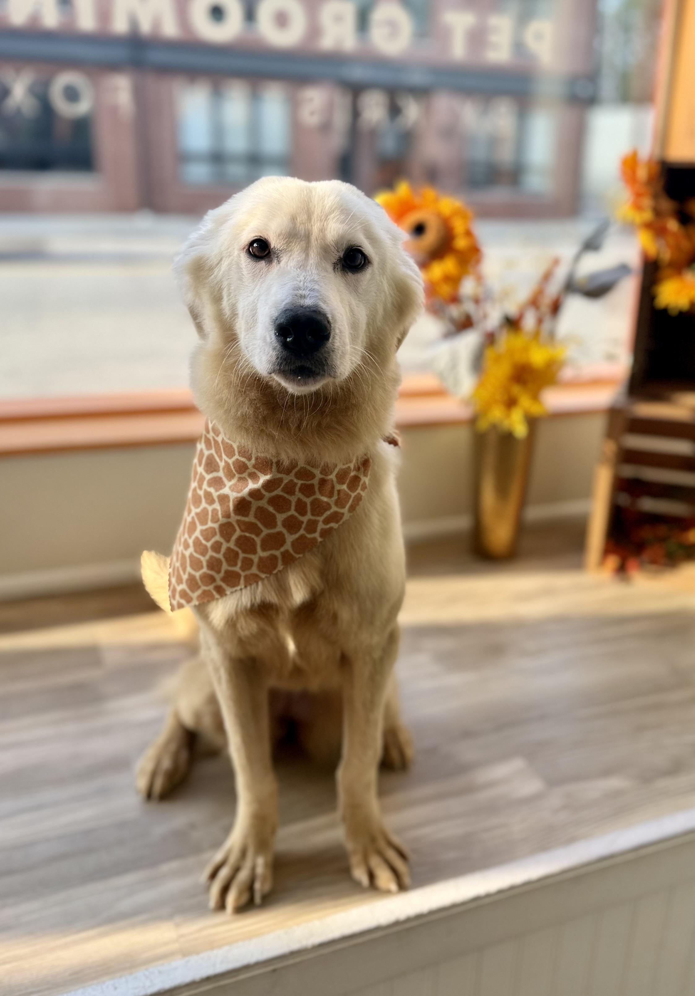 Enlarge Tilly, a Adoptable mixed breed in Cleveland, OH image 2/5
