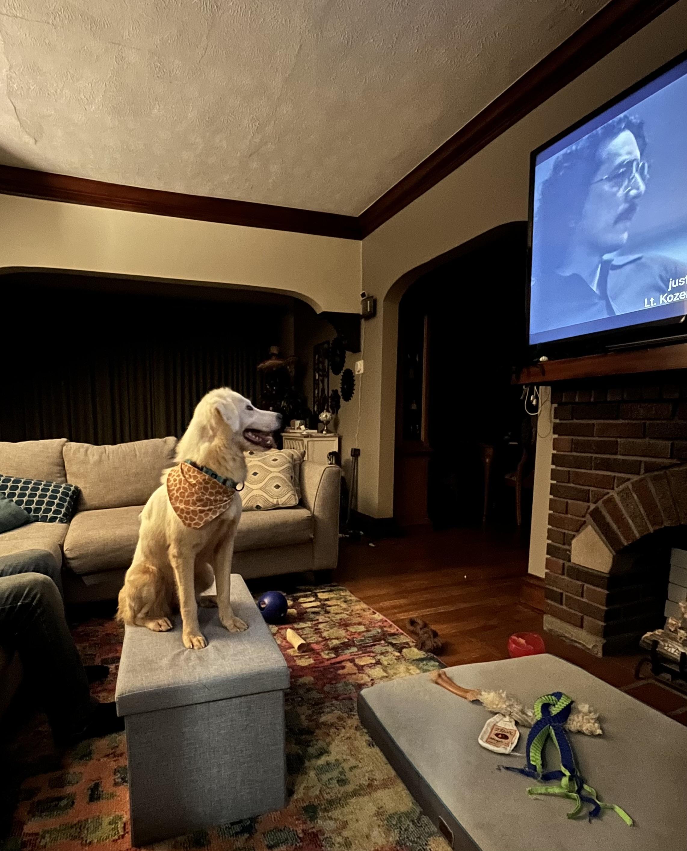 Enlarge Tilly, a Adoptable mixed breed in Cleveland, OH image 4/5