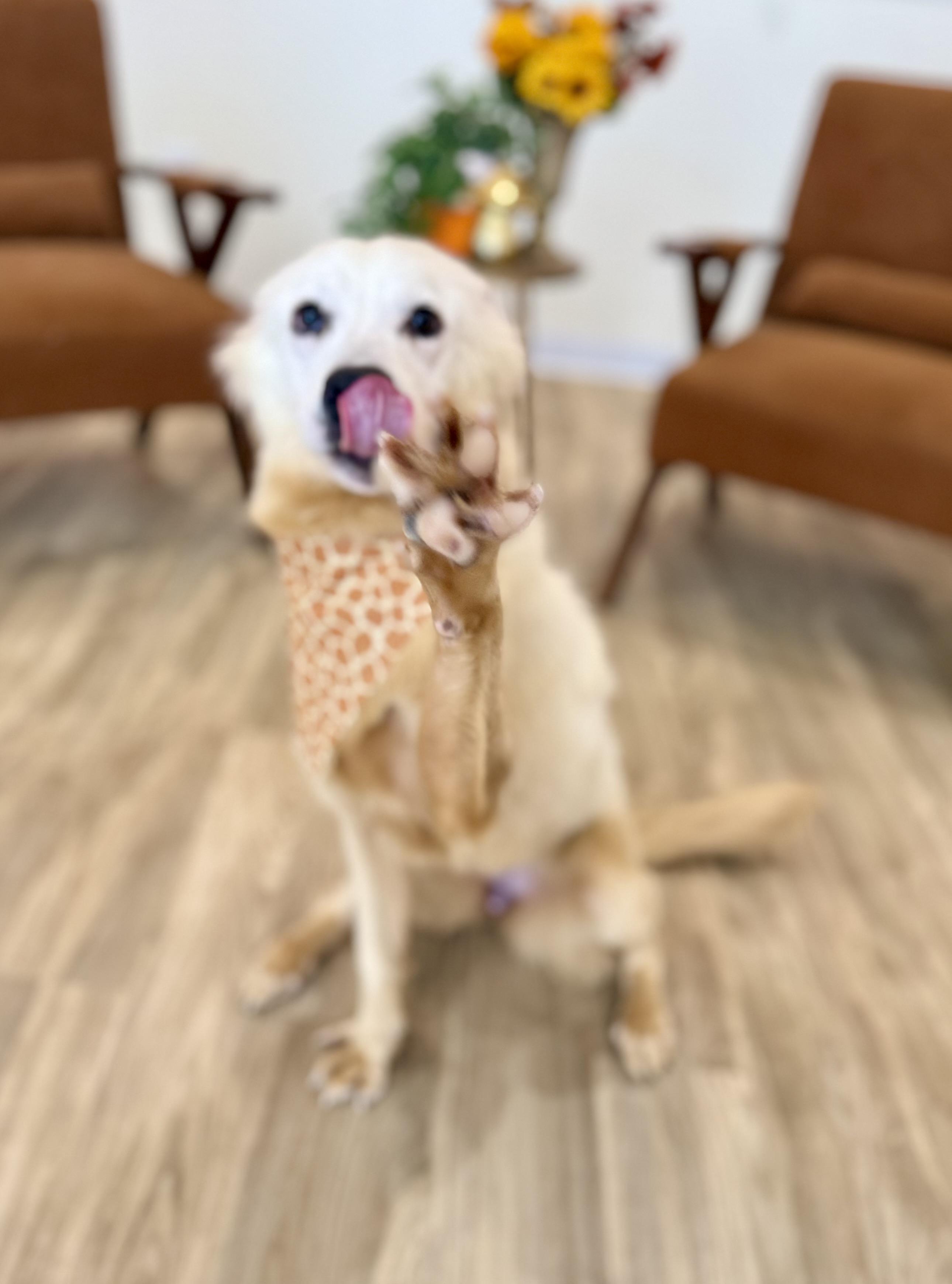 Enlarge Tilly, a Adoptable mixed breed in Cleveland, OH image 3/5