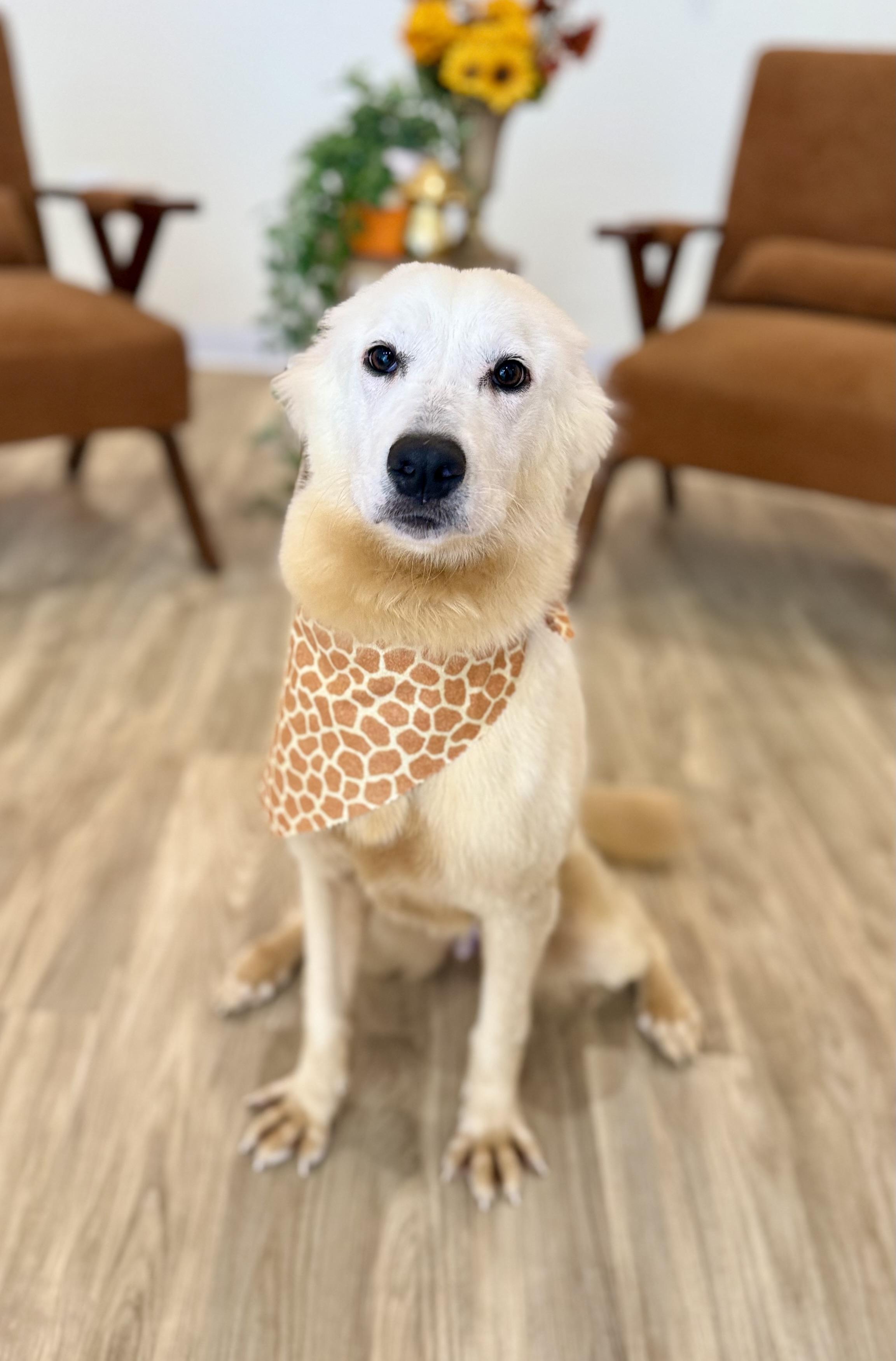 Tilly, Adoptable, Young Female Golden Retriever & Great Pyrenees.